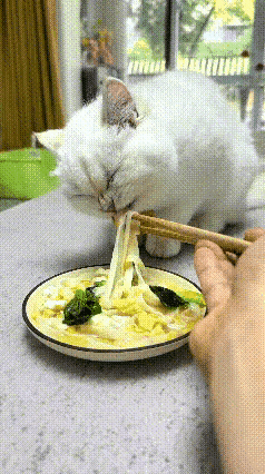 这只猫咪是我收养的流浪猫，刚抱回家的时候骨瘦如柴，脏的不成样子。这才不到两个月，