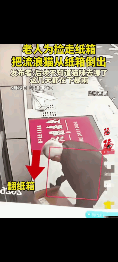 “看得人心里又酸又堵！”浙江，流浪猫一家正躲纸箱里避雨，不料一位老人路过，直接将