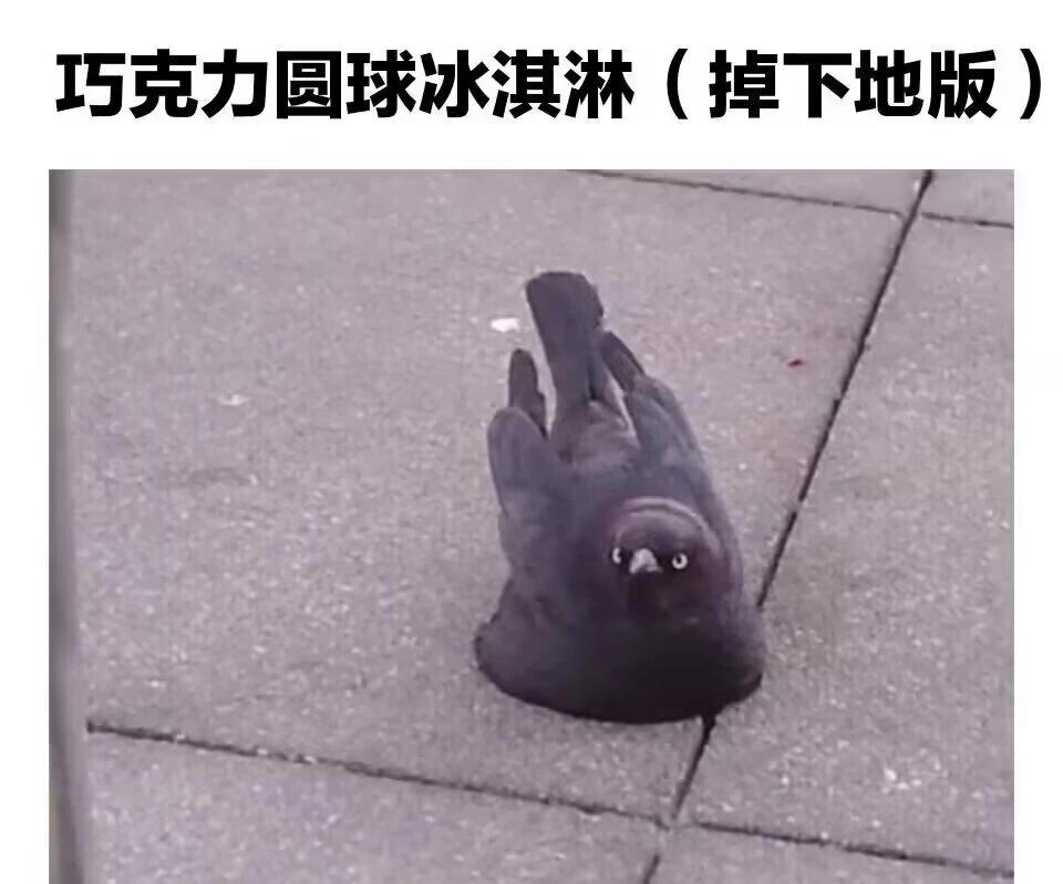 今天又双叒叕要来一些萌萌动物meme吗已经是第十一弹了，急需新的计数法meme