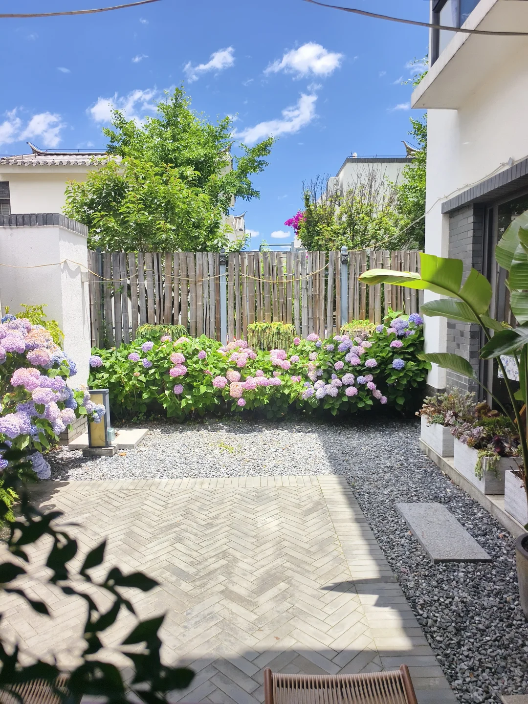 大理的小院子一室🏠绣球花🌸开的超美