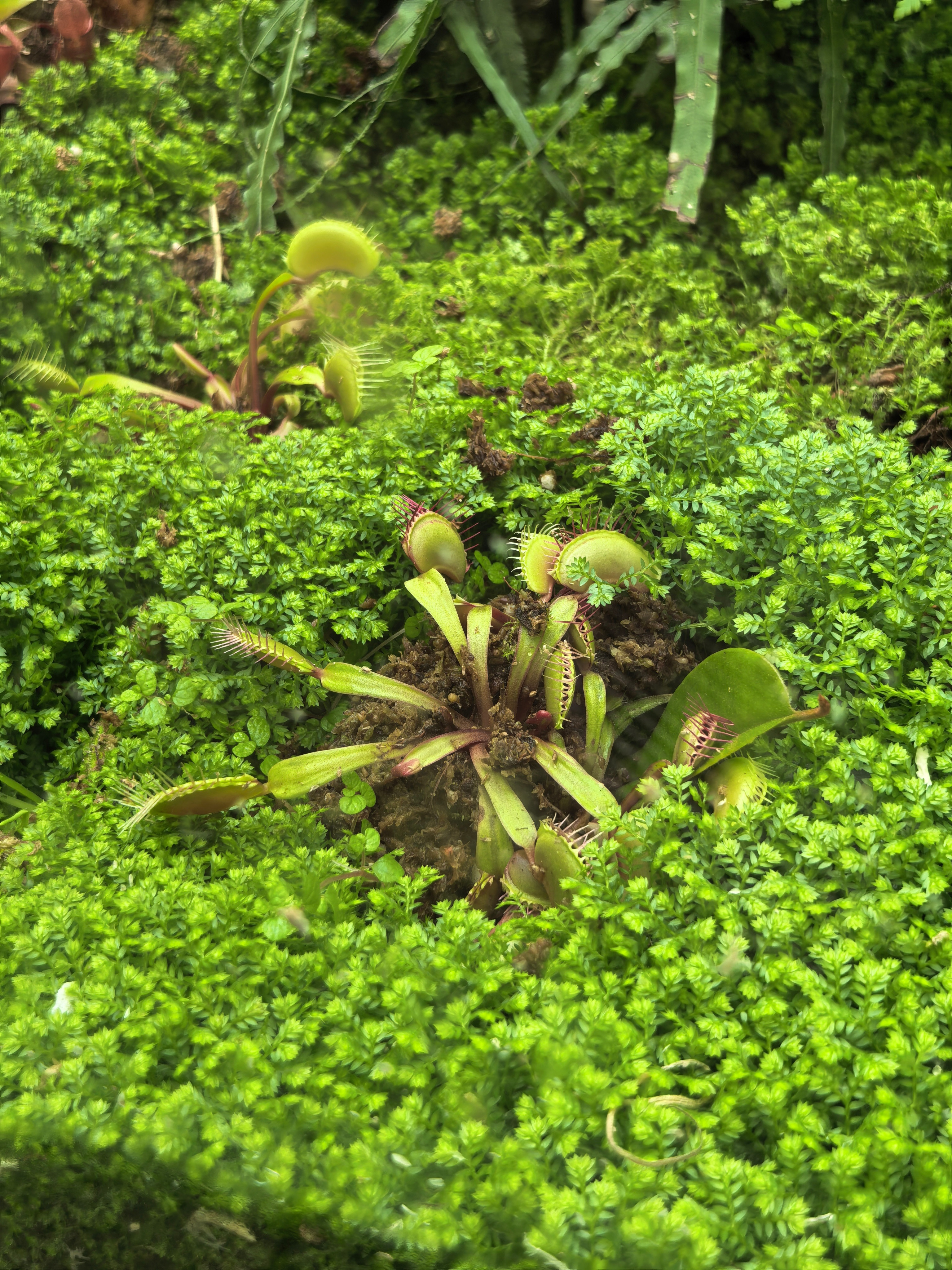 拍到了传说中的食虫花比想象中的小好多，也可能是因为看的都是游戏里那种和真人一比一