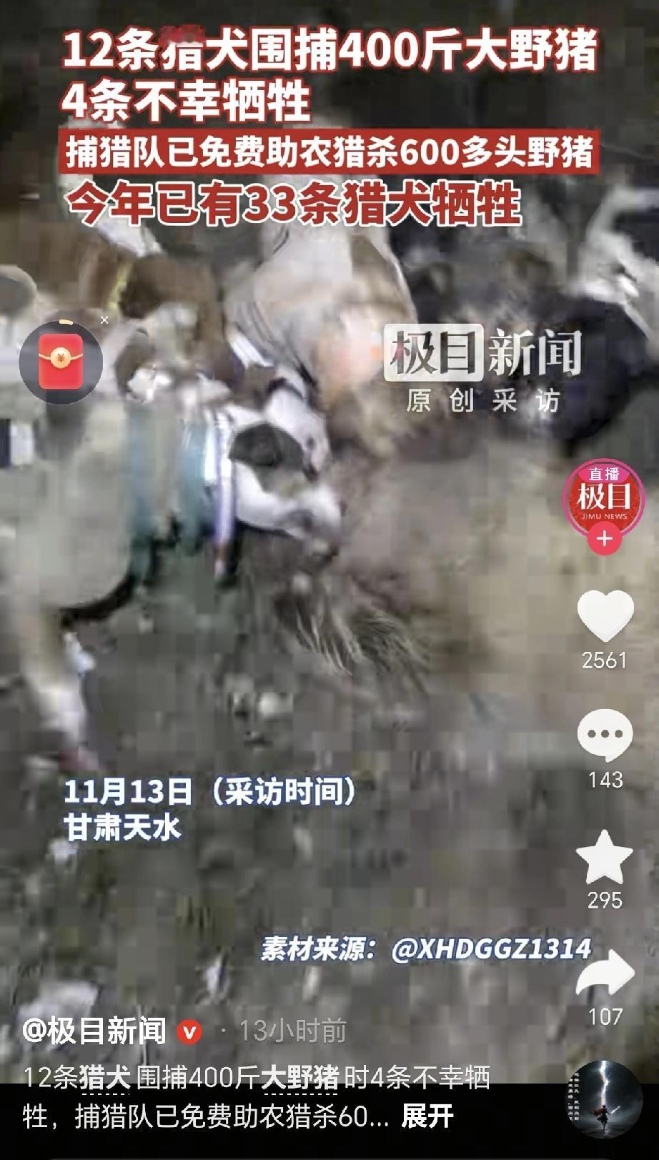 12条猎犬围追堵截四百斤的野猪，结果战斗结束后，有4条永远留在了猎场上！护农队今