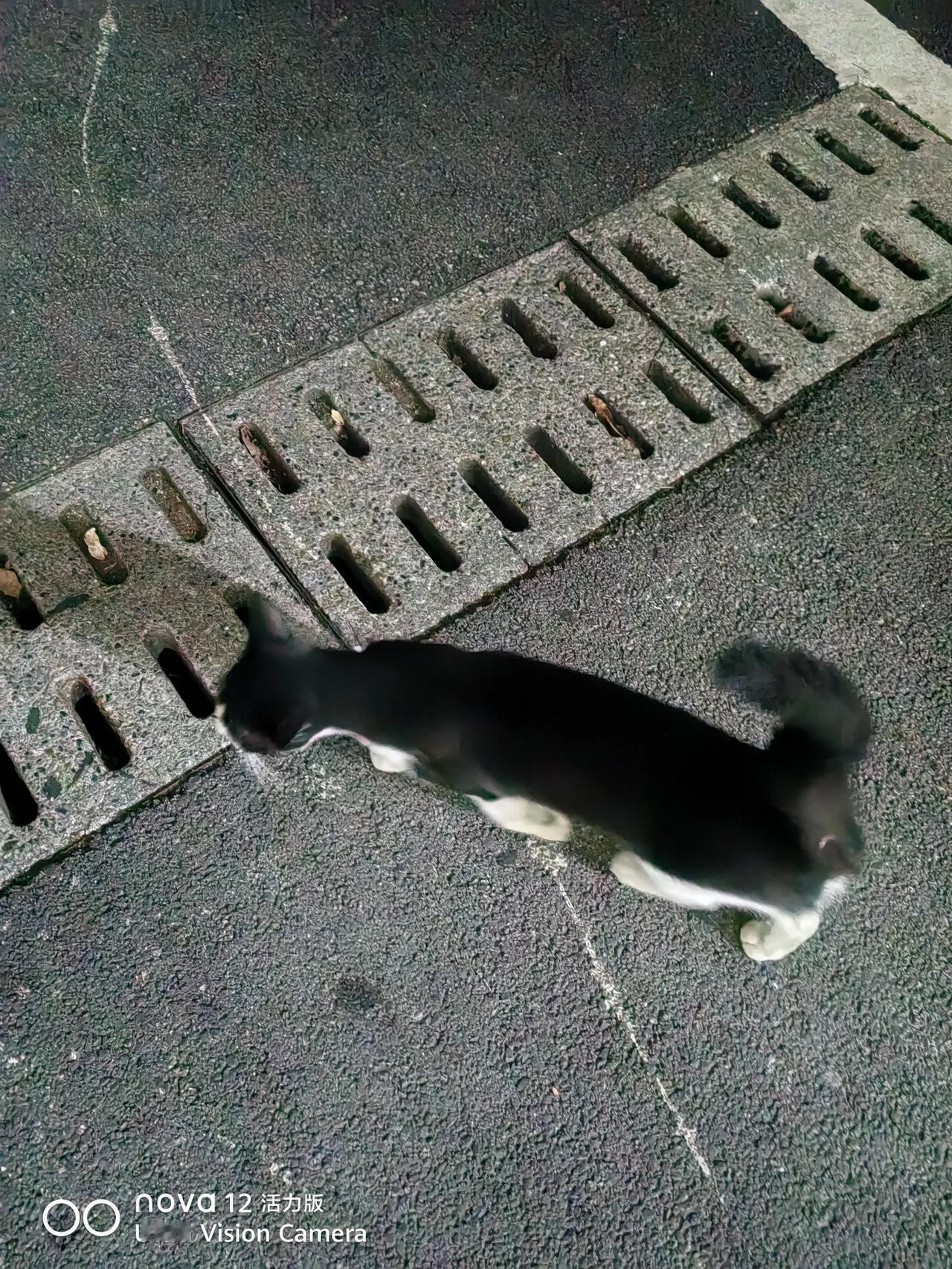 昨天晚上散步时，看到一只好漂亮的猫咪，很多人拍照，我也拍了照。