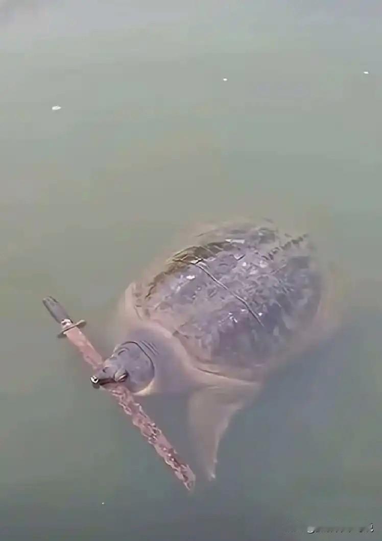 如果这两张图是真的，那么乌龟嘴里面叼的很可能就是一把神剑。它们有没有让你想到人尽