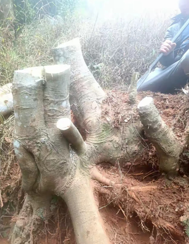 广东新兴，有一名女子跟家人到新兴六祖寺附近泡温泉，在附近有一只座山爬山的时候，看