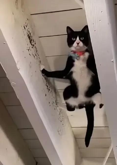小区一只黑白花的猫咪被主人弃养了，我看它可怜就经常投喂它，几次它都跟到我住的楼下