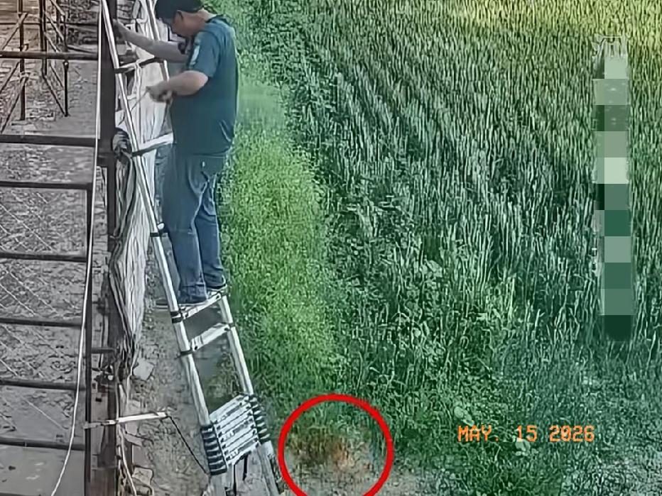 近日山东济南，一41岁男子在梯子上电焊作业，火花不小心点燃旁边的杨棉，吓得男子和