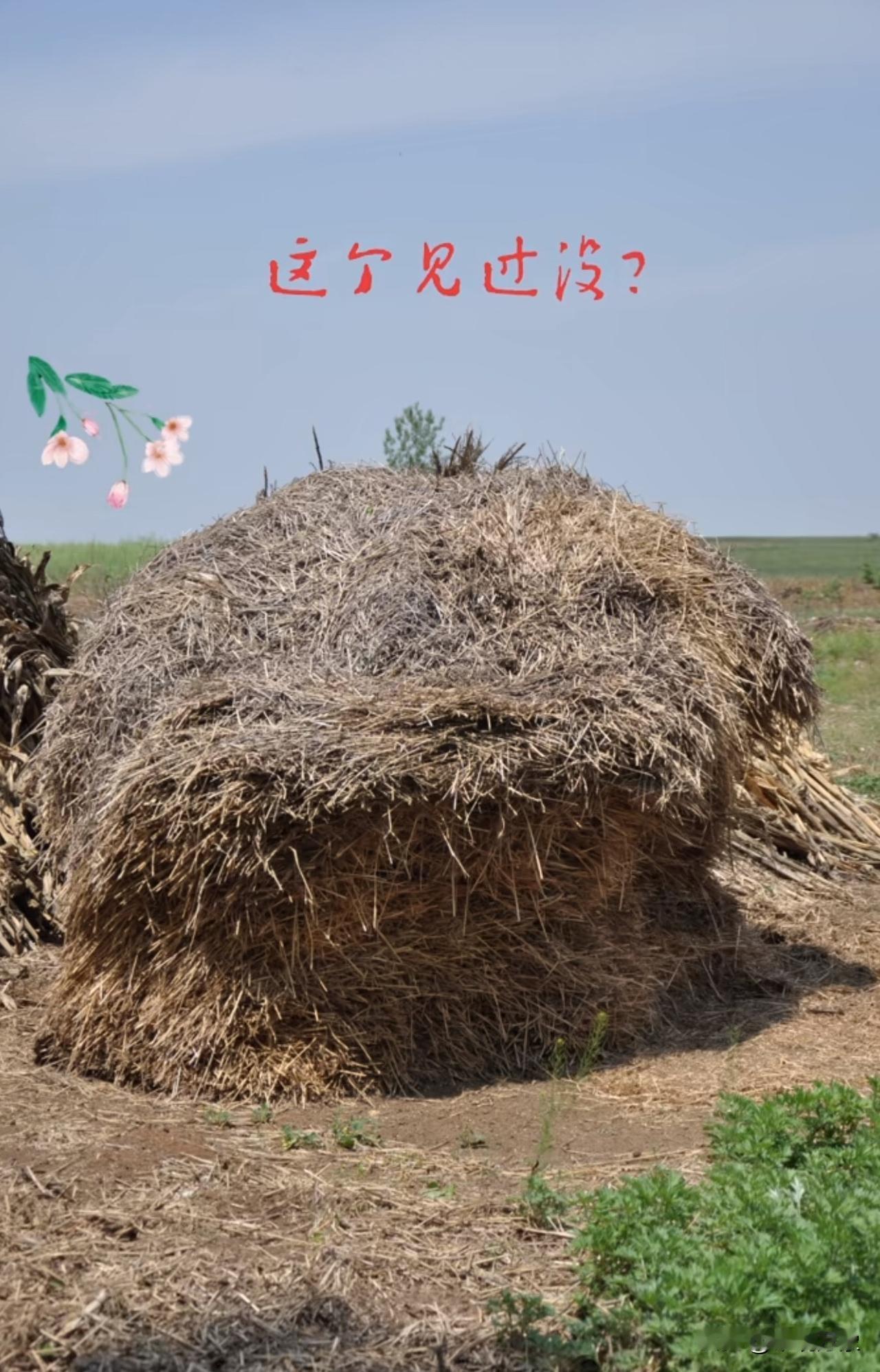 这个，我们叫麦秸垛，你呢？