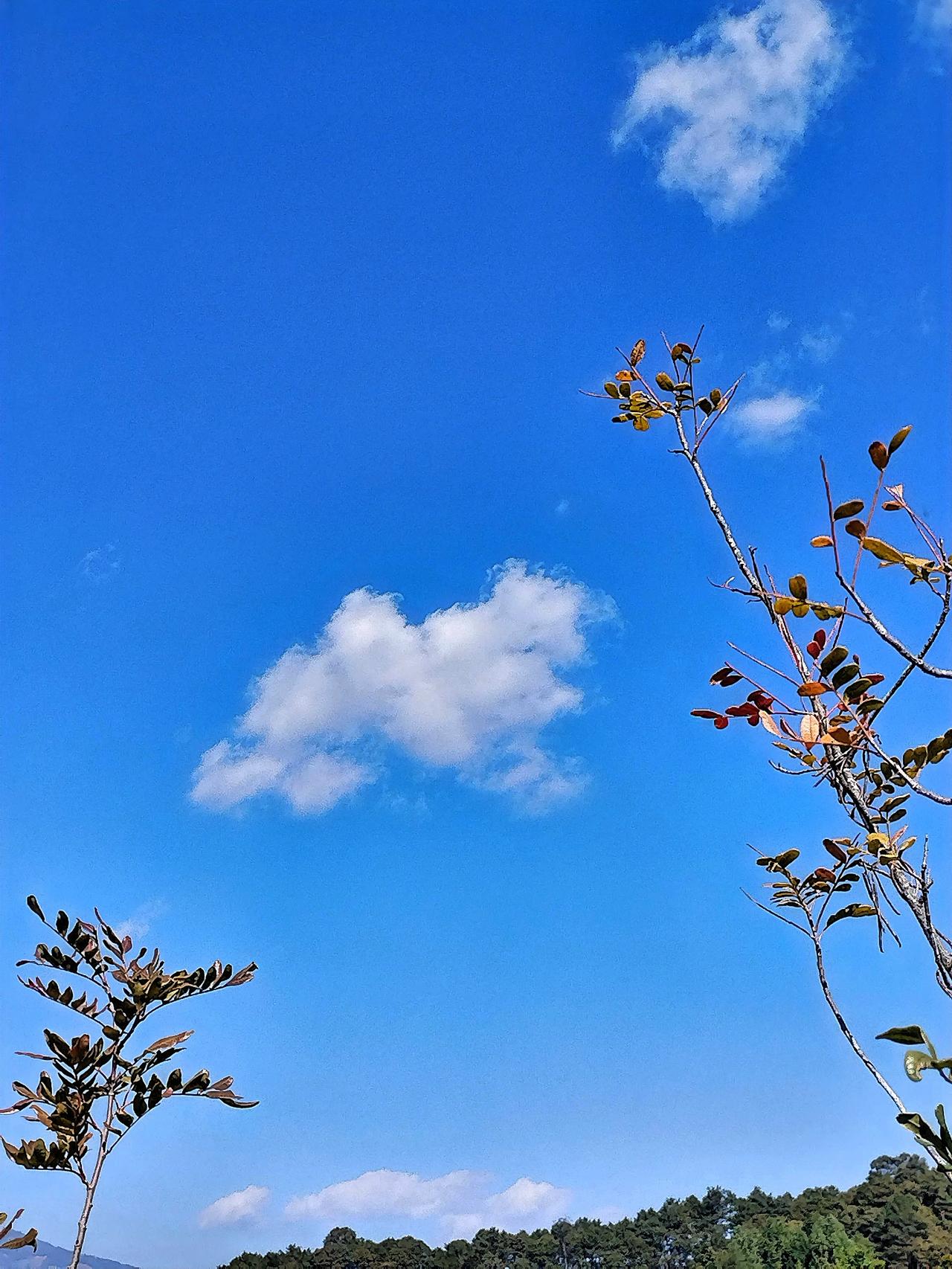 蓝天白云下的秋意，树叶渐黄，静谧美好。漫步在这秋意浓浓的天地间，脚下的落叶发出沙