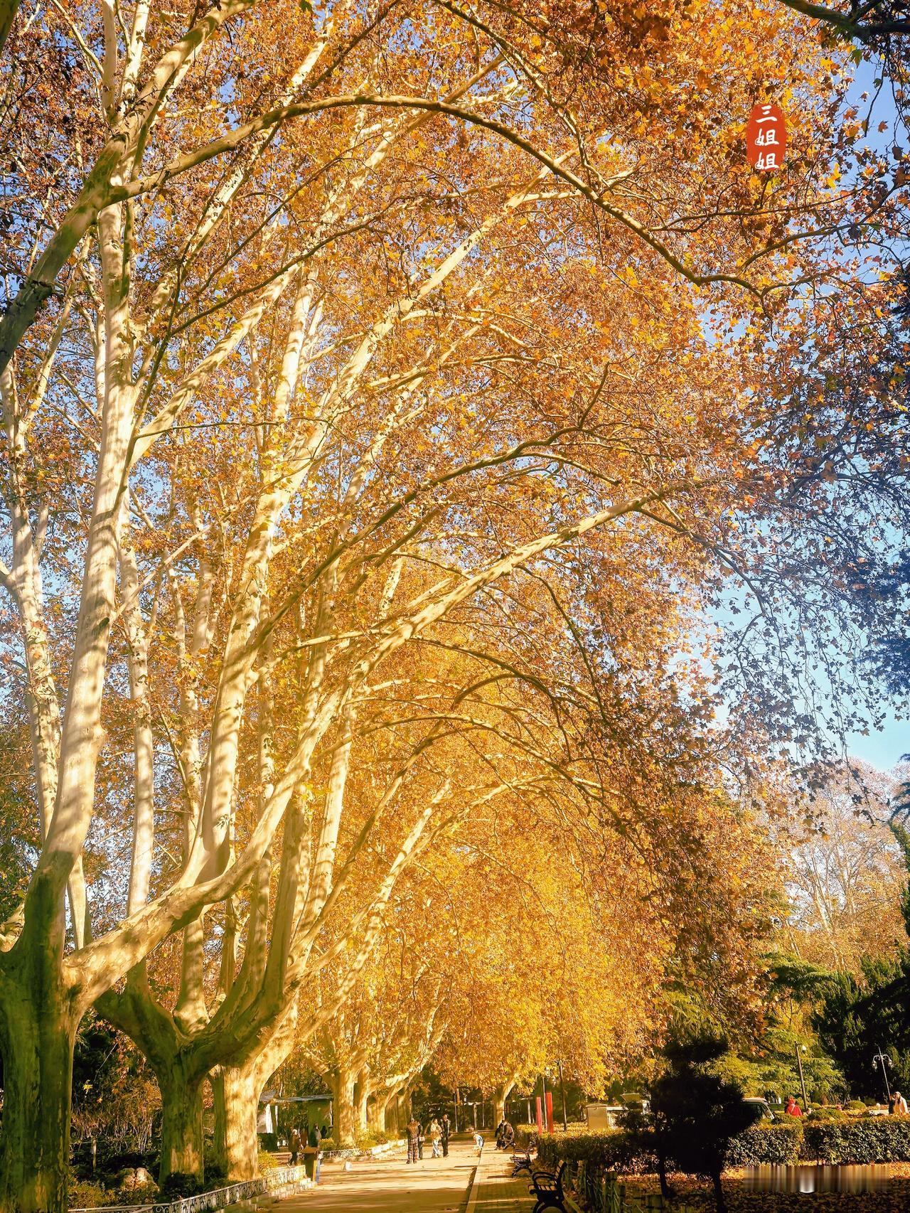 郑州秋冬限定，梧桐美到窒息。梧桐是郑州的市树，这古老而富有魅力的树种，茂盛在郑