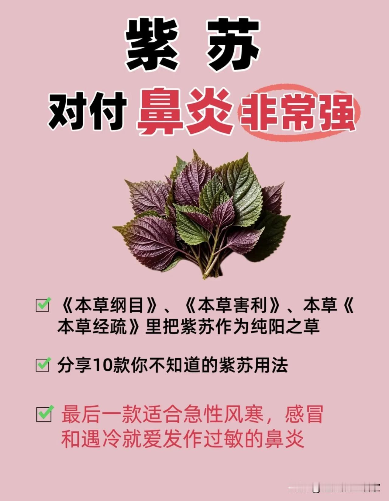 不起眼的紫苏，对付受凉型鼻炎很实用！10种用法整理好了【建议收藏】很多人只