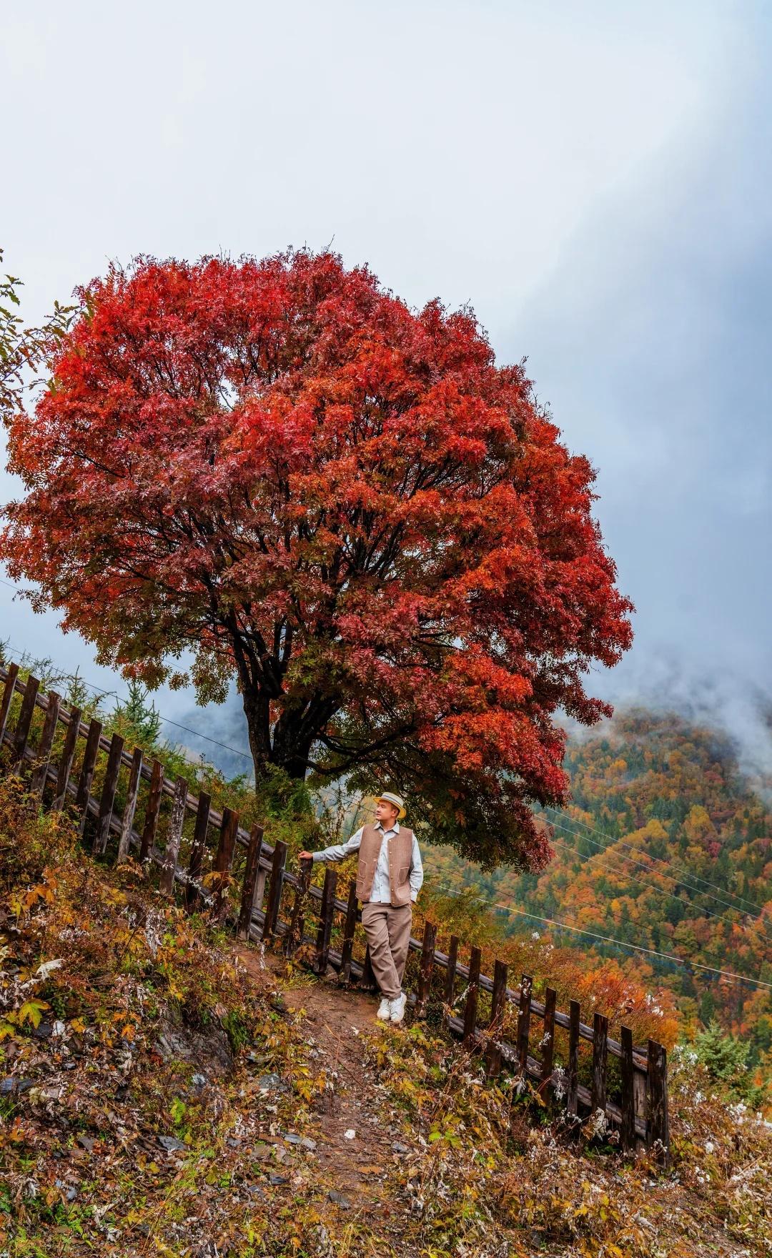 拒绝肘击🍂在川西一人拥有一片彩林秘境看着大家还在九寨沟被拥挤被肘击，却不知相