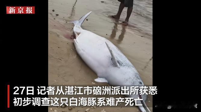 10月26日在湛江硇洲岛的谭北湾,海浪送来了一位特殊的母亲。一条近三