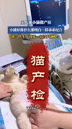 刷到这个视频可把我萌化了！这只大肚猫咪躺在检查台上，乖乖配合医生做B超，眼睛直勾