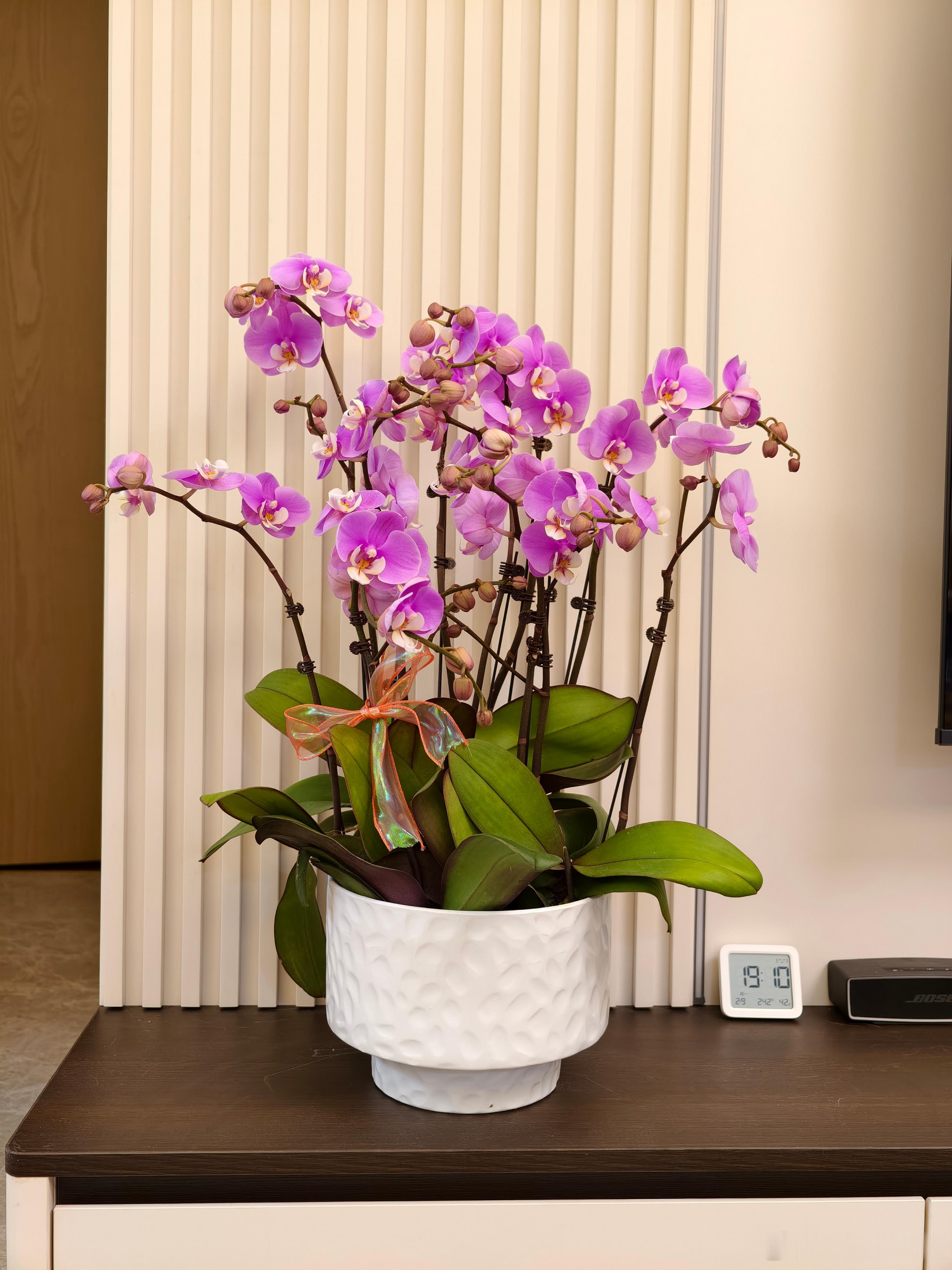 过年兰花也涨价，这一盆228，11花剑，第一次买，不懂，大家觉得值吗？蝴蝶兰