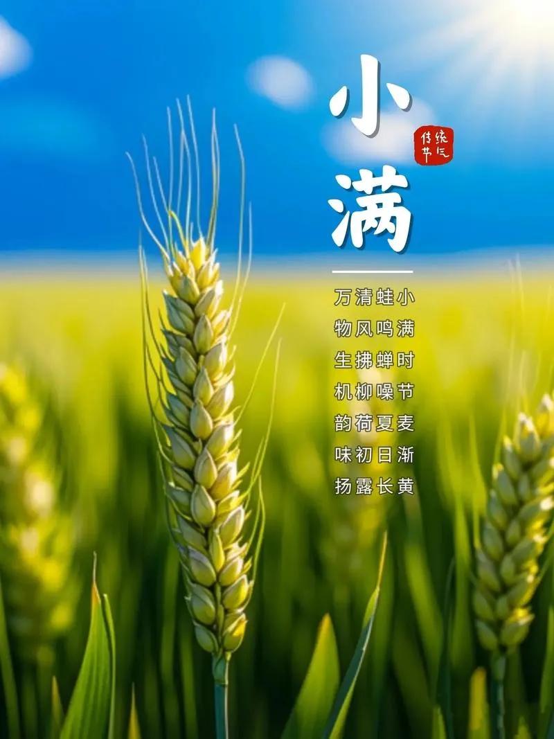 小满节气是我们最为钟爱的节气之一，它谦虚、知足、同时又满怀热望，是我们中国人所向