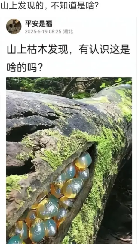 山上发现的，有认识这是啥的吗