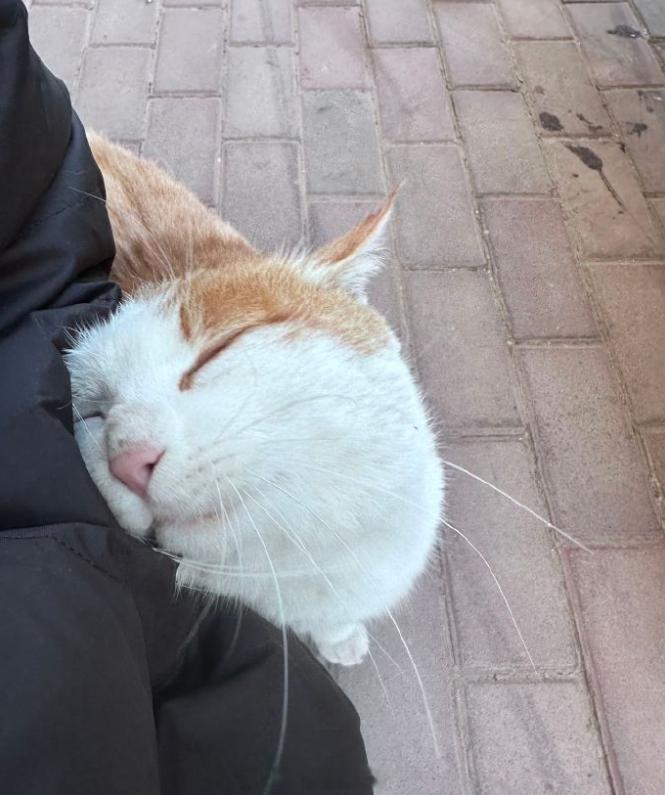 咪人的世界也在下雨