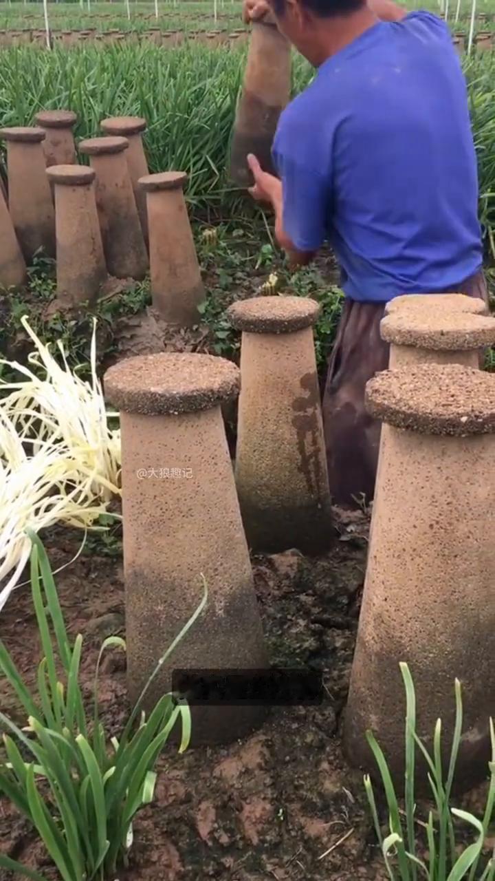 被关出来的菜。大家注意看，有一种菜从出生开始就没见过光，它不是长出来的，是被人