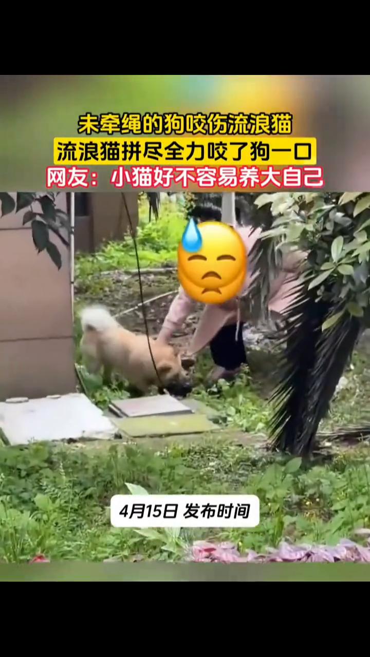未牵绳的狗咬伤流浪猫，流浪猫拼尽全力咬了狗一口。网友：小猫好不容易养大自己。