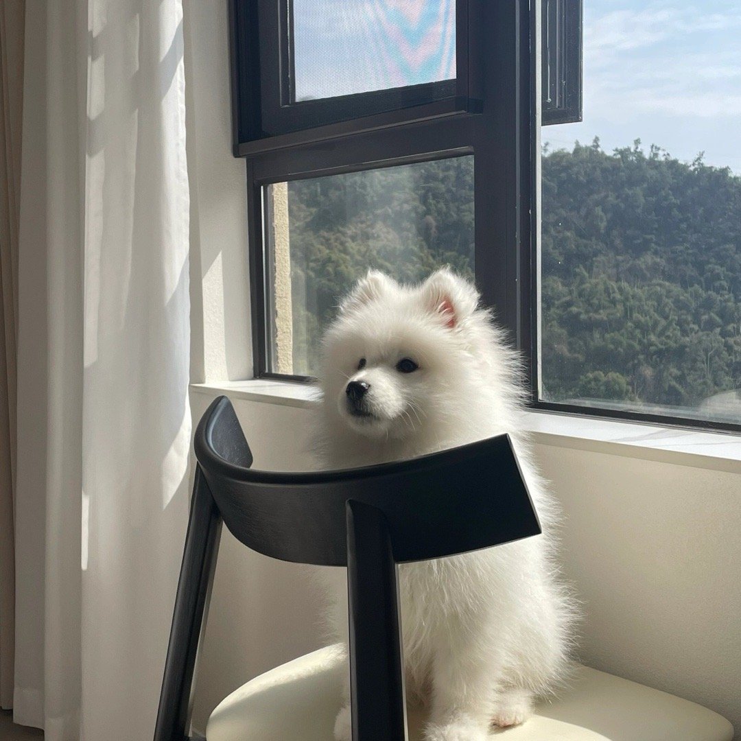 独自早起晒太阳的萨摩耶宝宝​​​
