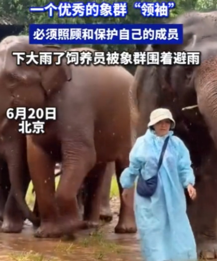 “万物皆有灵！”6月20日，北京，一女饲养员去给大象送吃的，不料，雨越下越大，女