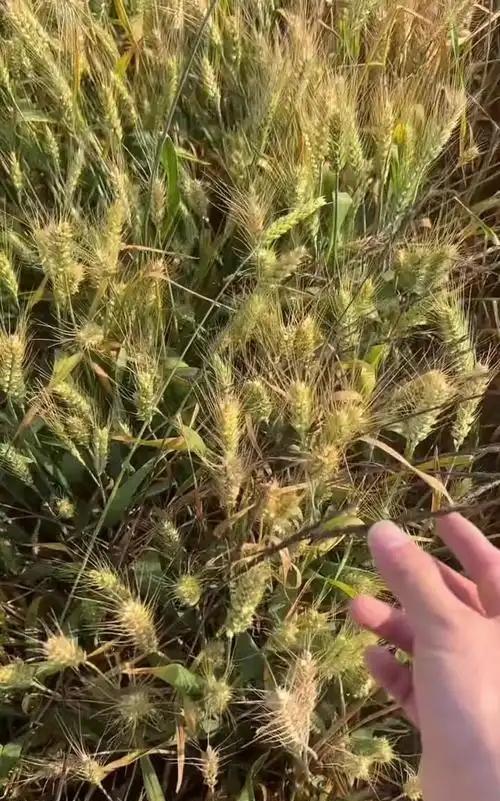 老家的两亩地让大伯在种，去年小麦收完后，我给他打电话，说有空帮我磨一袋新麦的面粉
