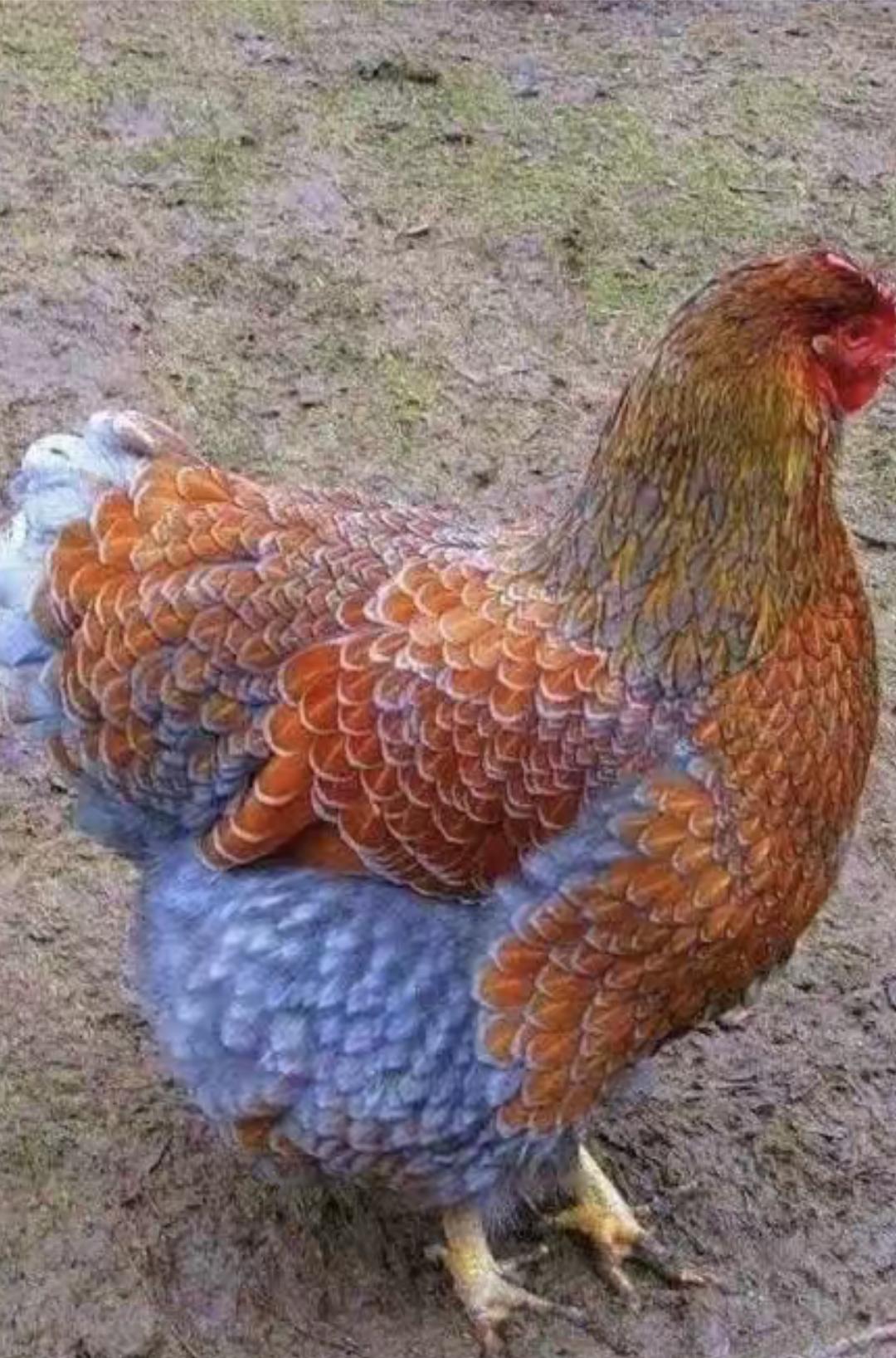 我也想买只这样鸡，可就是买回来味就变了，