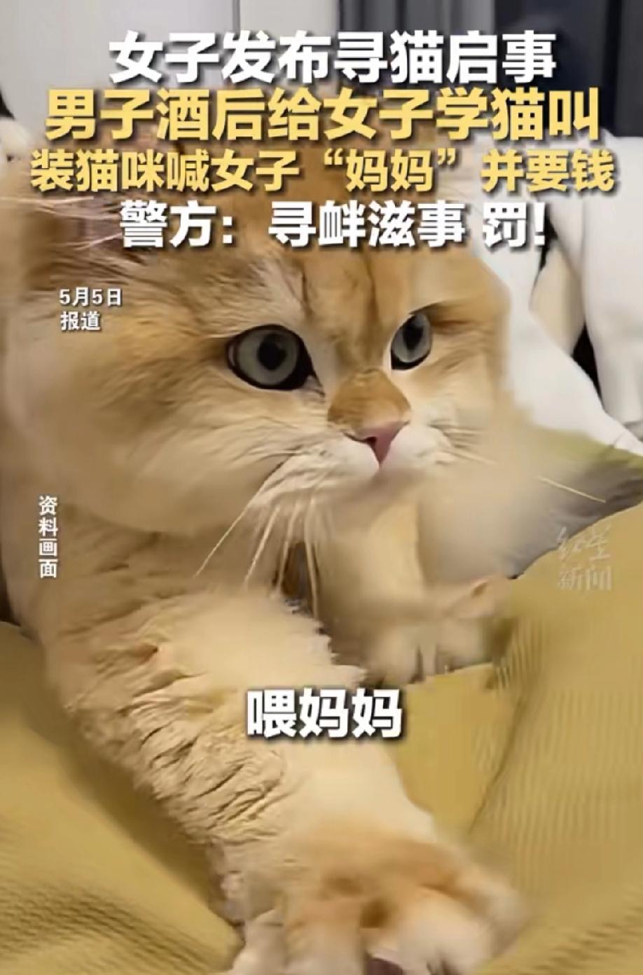 天津，女子的宠物猫走丢，为了尽快找回猫咪，她发布了寻猫启示，留下了联系方式。醉酒
