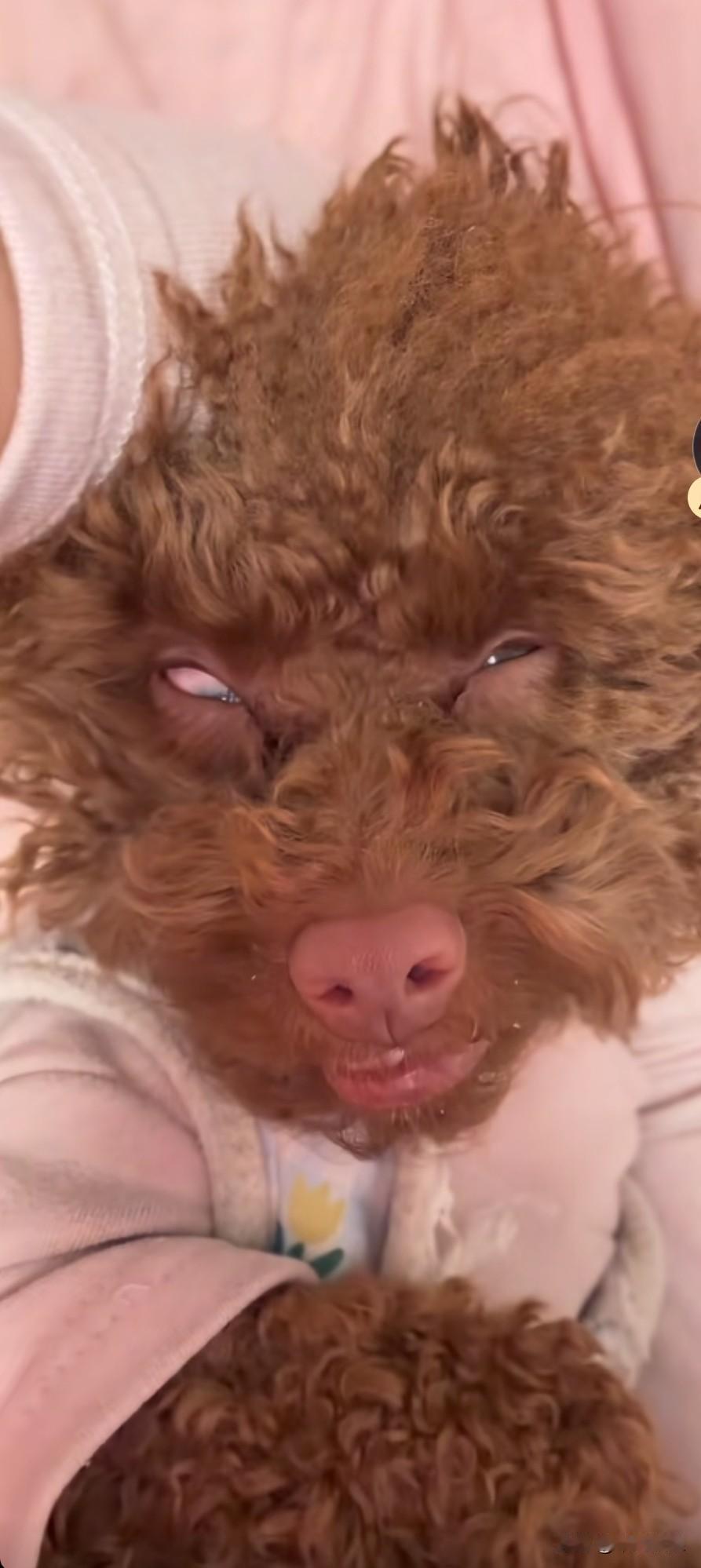 泰迪看到主人就翻着一只白眼，还牙齿露出来向着她，像这样像貌的狗能养吗？泰迪狗