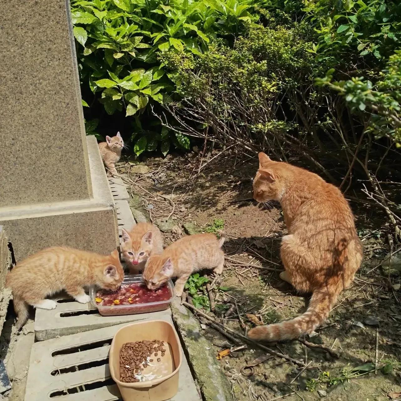 我们小区最近来了一只流浪猫，还带着三只刚出生的小猫。我每天都会去给它们喂食，要是