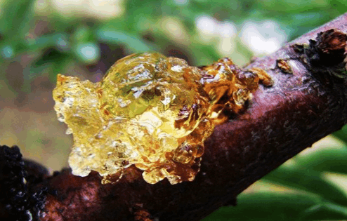 桃胶有很好的食疗功效, 但是可以天天食用吗?
