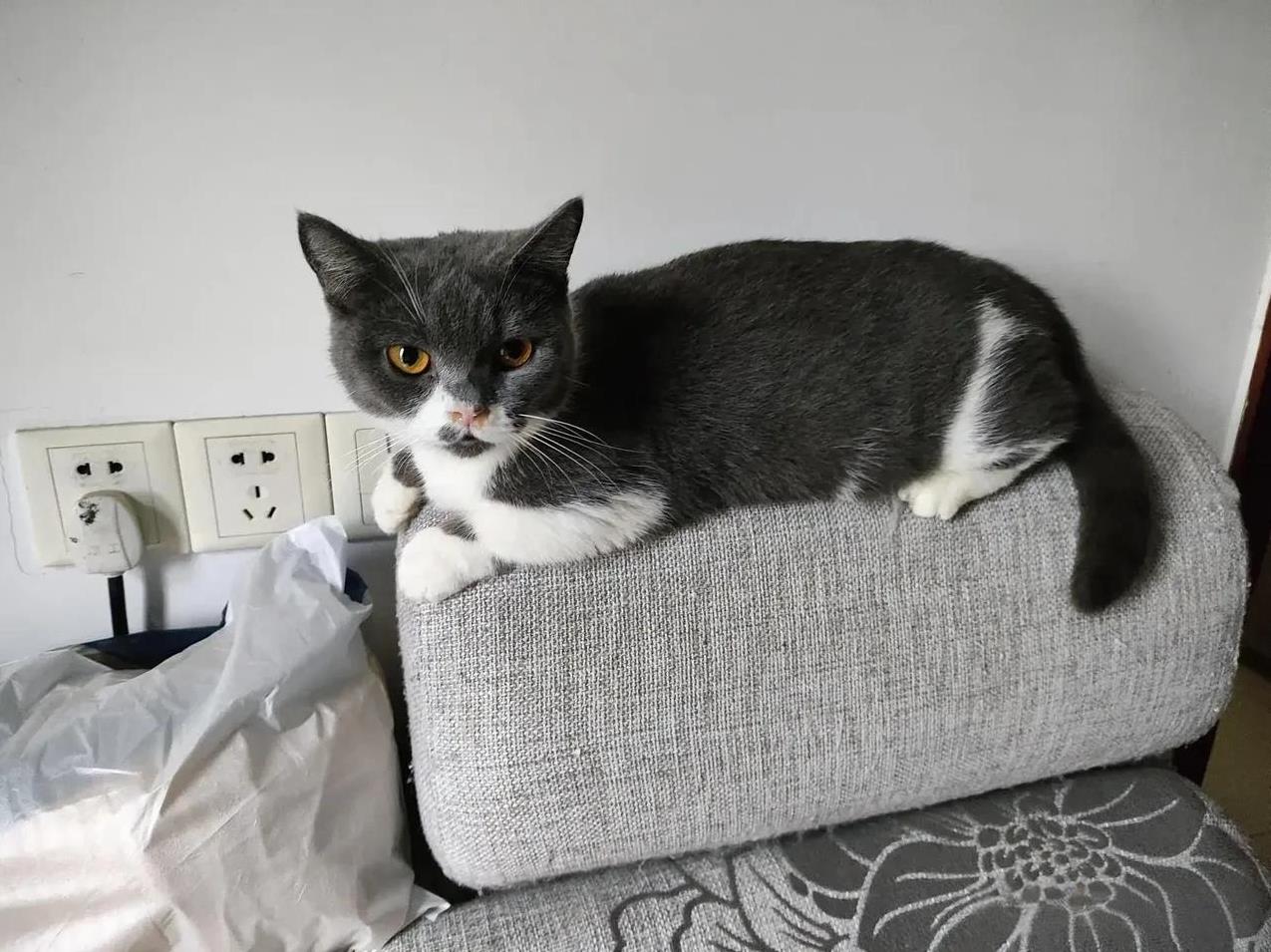其实在养猫方面，大多数人都喜欢养猫，有好多人不知道猫有多难养。为什么大街小巷都有