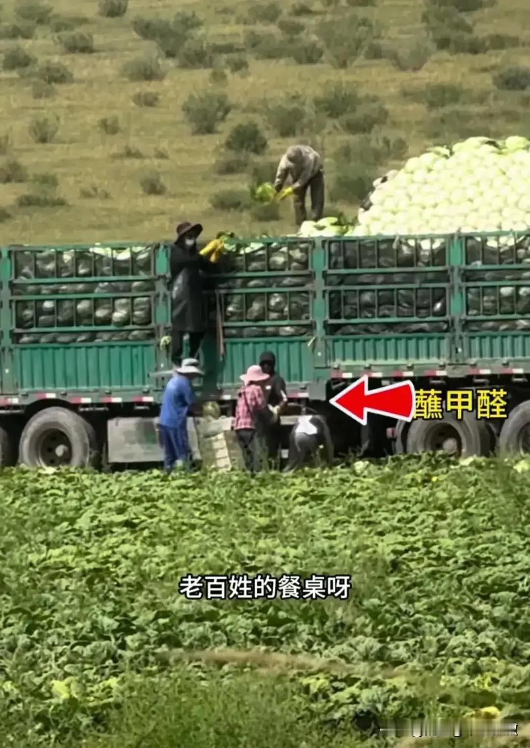 说菜农无辜的看看，那些站在车下和地里的是谁？这是完整的供应链