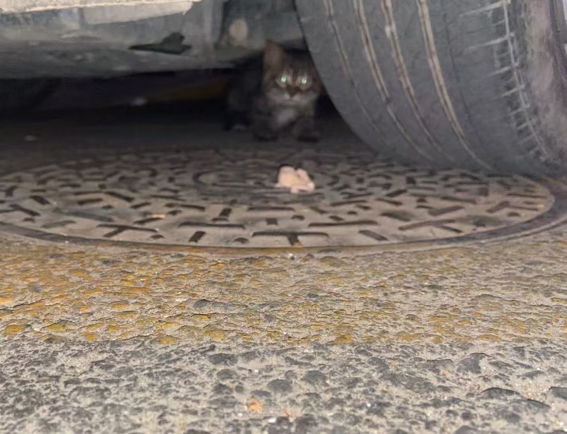 冬天对于流浪猫来说有多难秋冬季节，车辆熄火后发动机还会有余热，很多流浪猫因为天气
