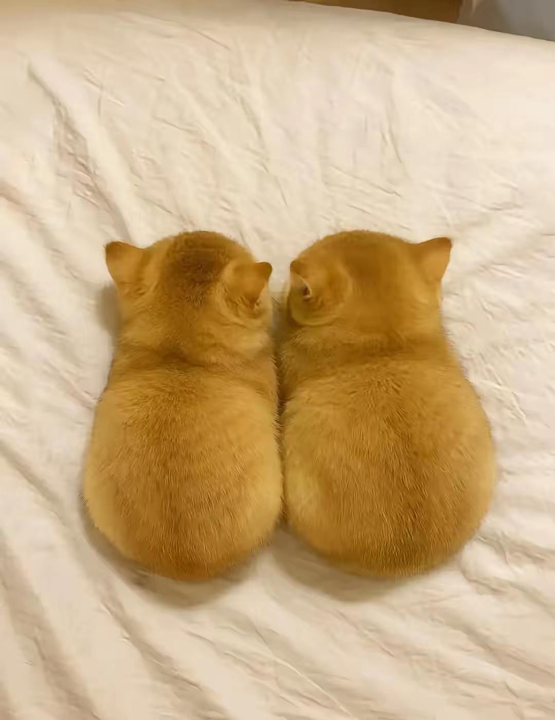 3000块买两只猫，一年没攒下钱，我爸让我丢了：这届年轻人的“毛孩子”，到底在治