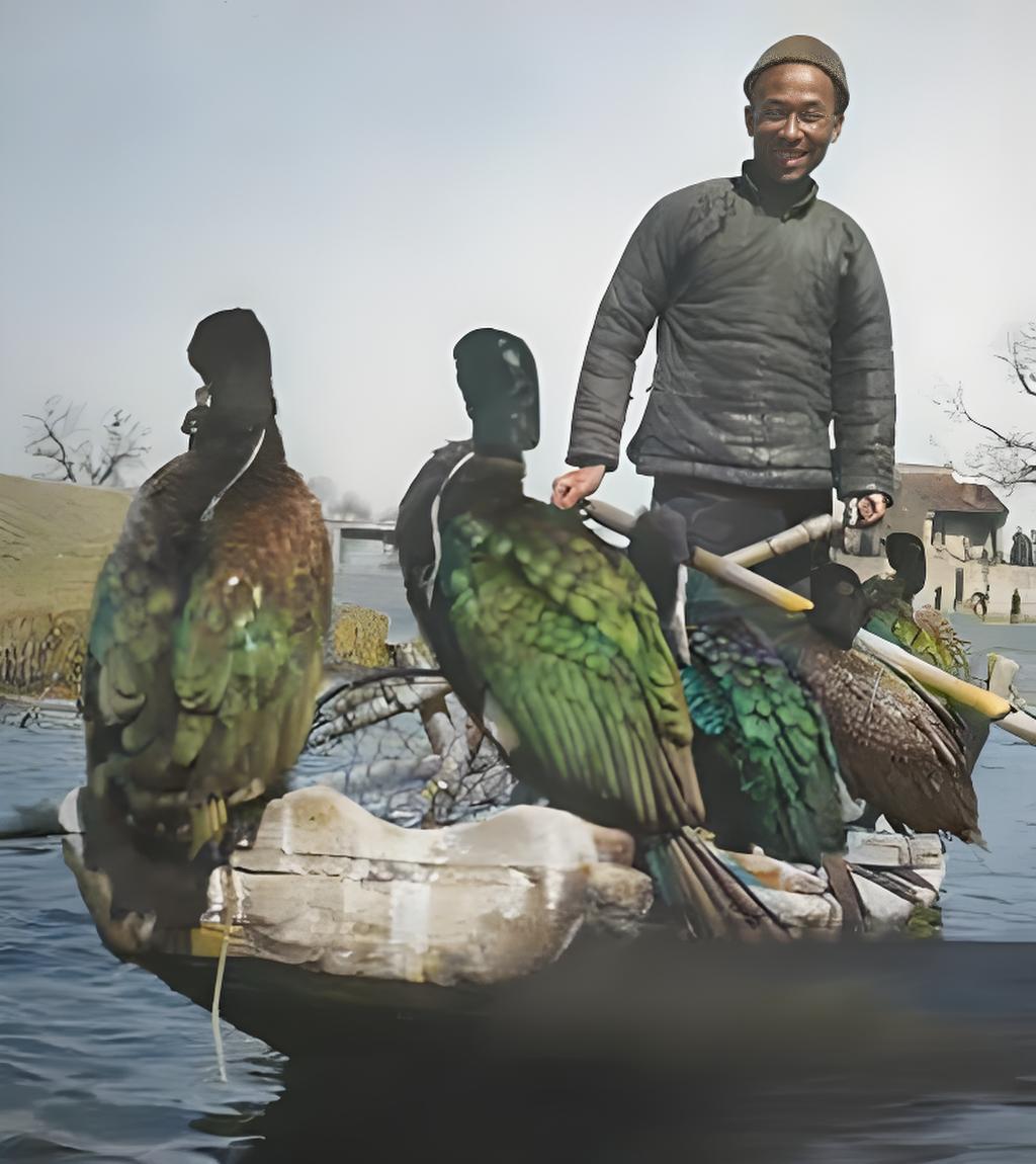 这是民国时期白洋淀的渔猎场景，一位渔翁站在小船上，身边歇着好几只鱼鹰（鸬鹚）。