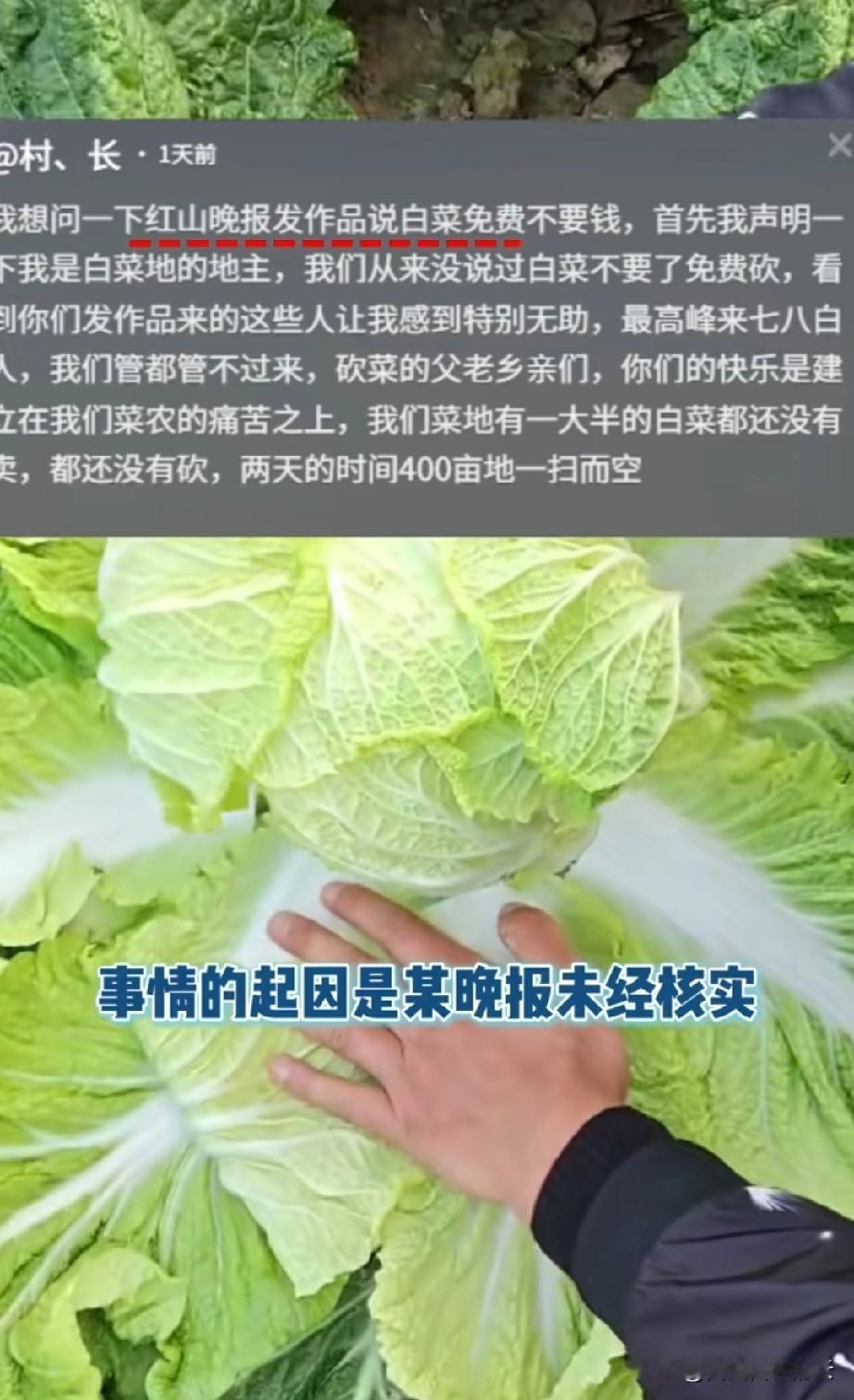 内蒙古赤峰，有个女网友看到白菜地里有牛，就自己觉得白菜不要了。她发抖音说，几百亩
