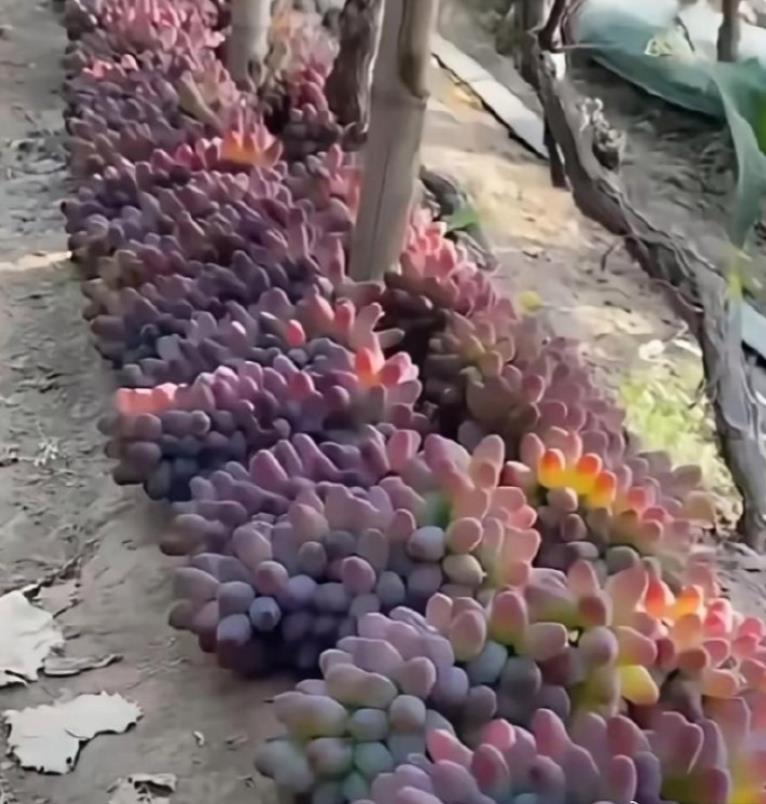 太奇怪了这葡萄居然在地里结果了，而且这些葡萄密密麻麻的，个个都非常饱满颜色非常诱