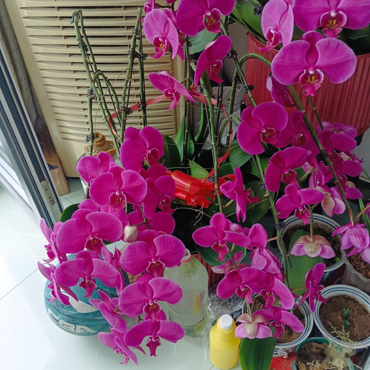 今年想要自己养，刚好一棵开败了，把花枝剪掉拔出来一看，这根已经把水苔包的密不透风