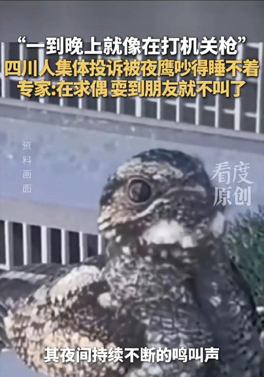深夜"机关枪声"响彻四川多城，四座城市居民同时崩溃：求求你，快找个对象吧！这