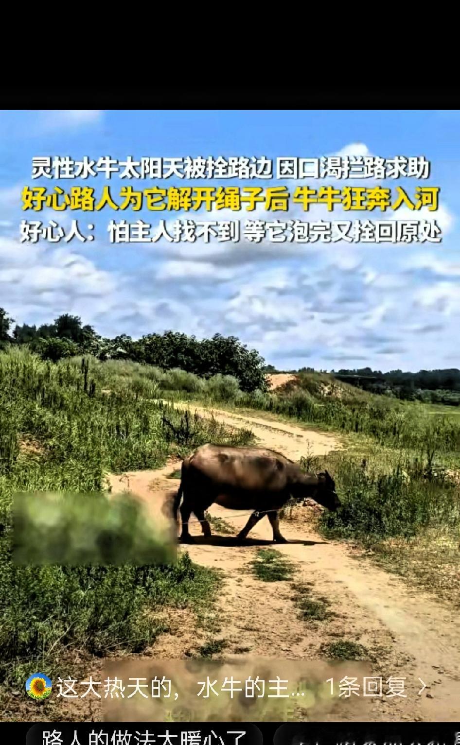 河南信阳，大太阳天，一头水牛被拴在路边，热得受不了了，渴得遭不住了，它没硬扛，居