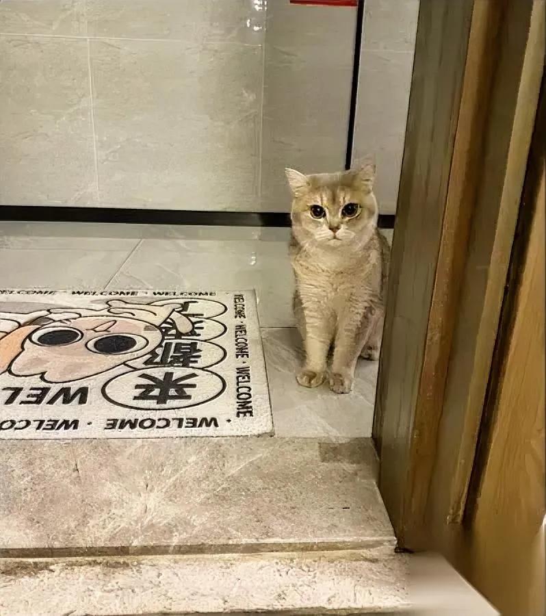 邻居拖箱出门没回头？路过楼道看见只猫缩着对门动静哐当响，我探头一瞅，男邻