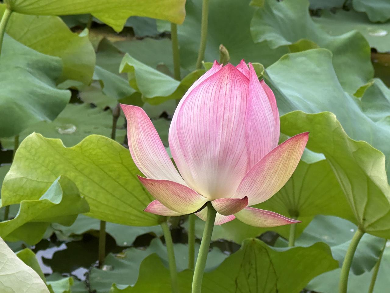 山坳里的野塘静卧在群山的臂弯中，宛如一块被遗忘的碧玉。粉荷亭亭，在晨光中舒展着婀