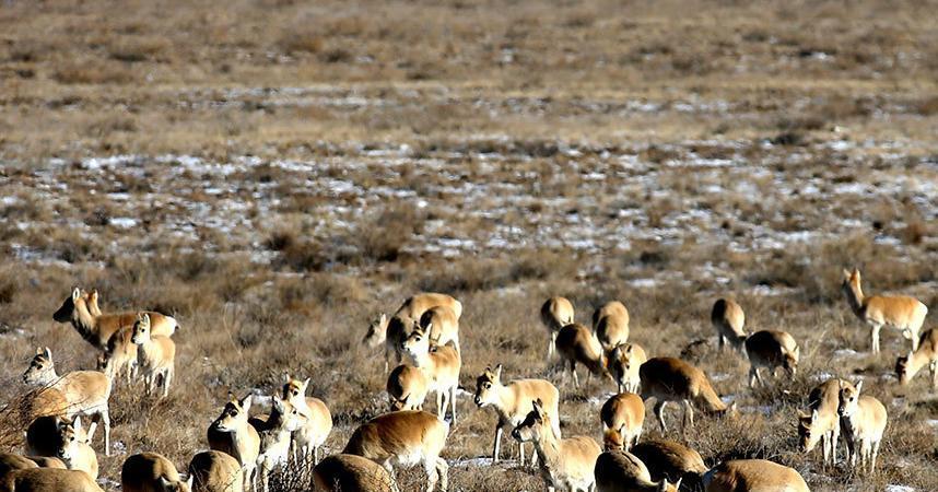 每年冬天，近万只黄羊自蒙古国北线试探南下，扎堆闯入内蒙古兴安盟。为啥跑？零下30