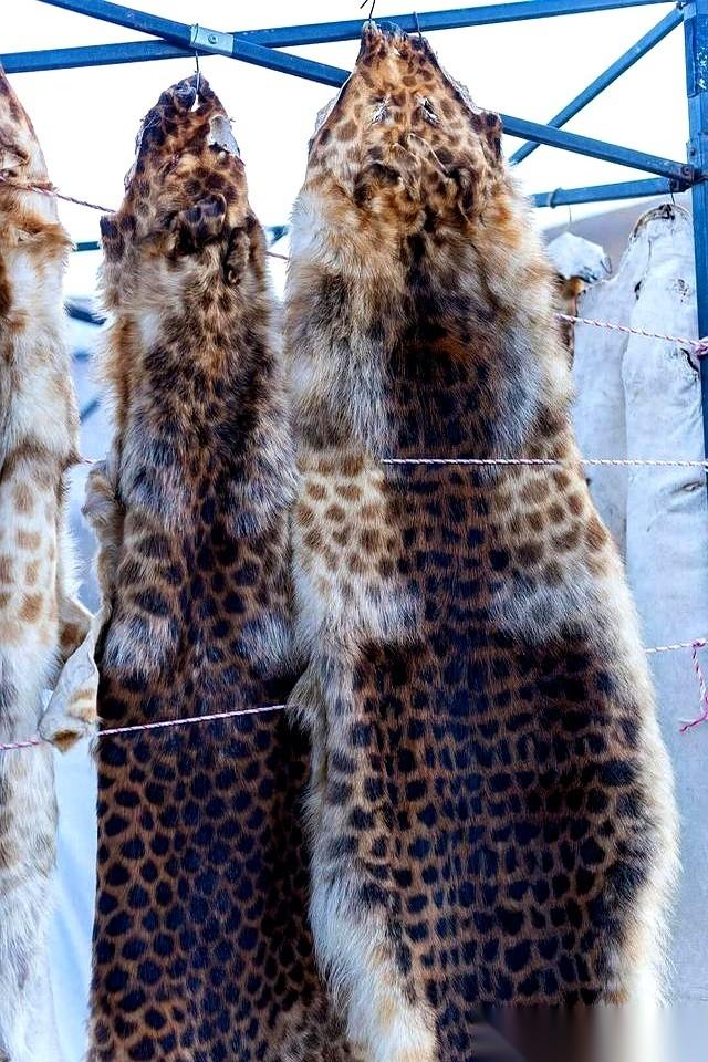 一张豹皮，最后换了辆皮卡。你敢信？在这之前，它还换过一匹马。再往前倒，它换