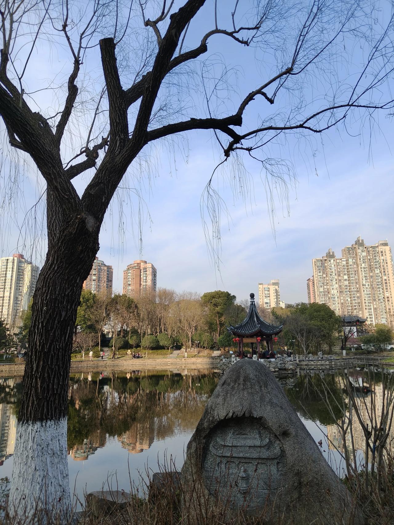 早春公园散步随手拍实景图分享！🌲🌲🌲🌲🌸🌸🌸🌸🌲🌲🌲?