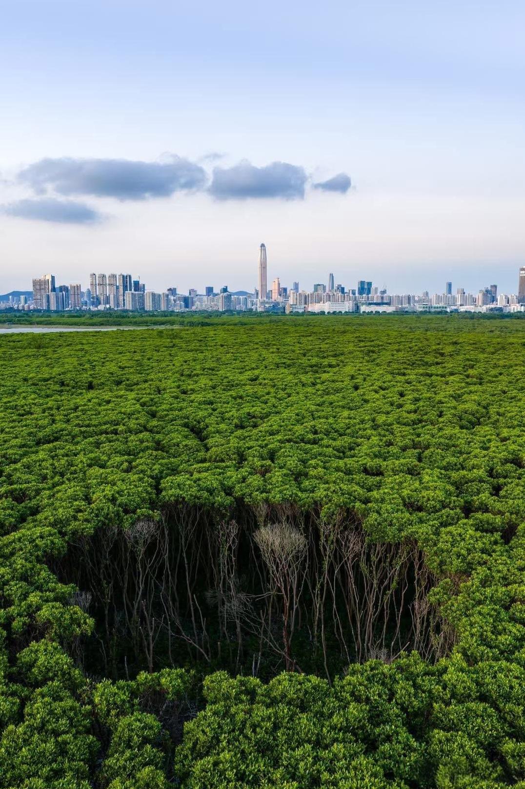 中国深圳的红树林。尽管深圳人口超过1700万，但其40%的土地面积被森林覆盖。