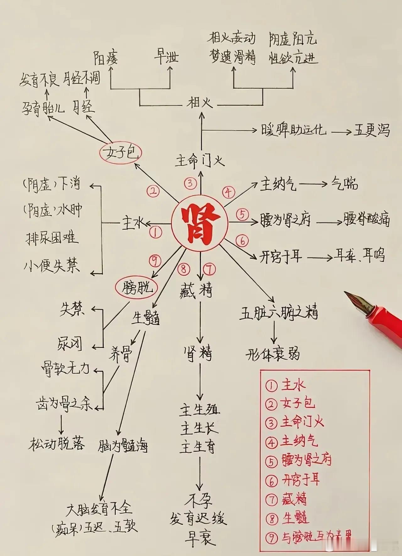 肾主水，主命门火🔥，注意不是心火也不是肝火icon，藏精生髓，开窍于耳。肾为先