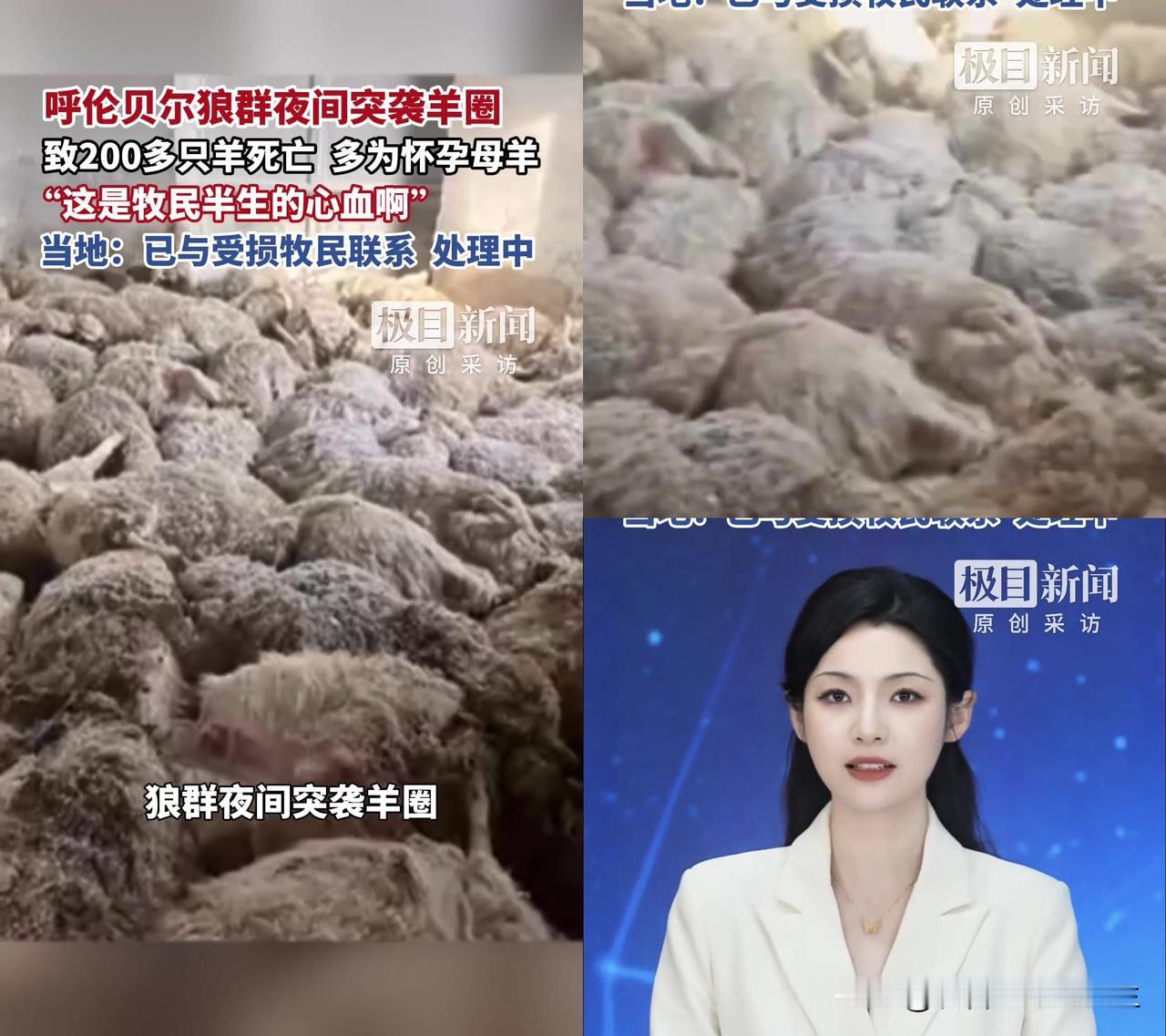 呼伦贝尔狼群杀200只孕羊，大家居然在骂牧民活该？1月13号晚上，呼伦贝